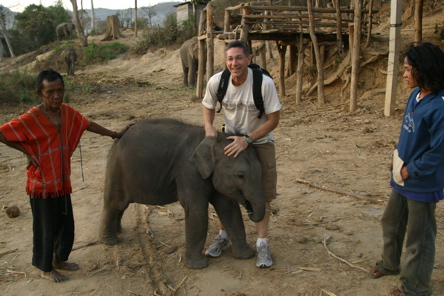 baby elephant